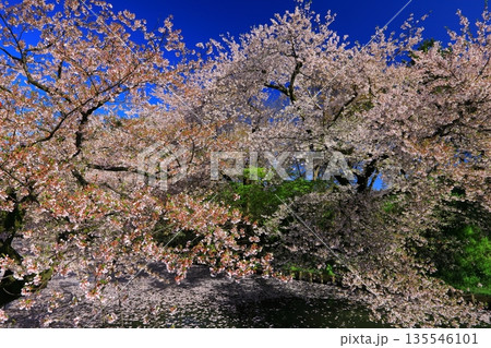 桜の花びらが敷き詰められた道 桜の花びらが敷き詰められた道 135546101