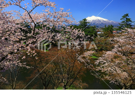 桜の花びらが敷き詰められた道 桜の花びらが敷き詰められた道 135546125
