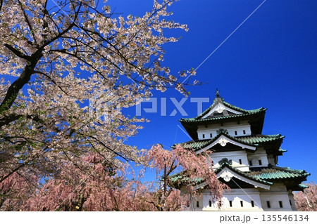 桜の花びらが敷き詰められた道 桜の花びらが敷き詰められた道 135546134