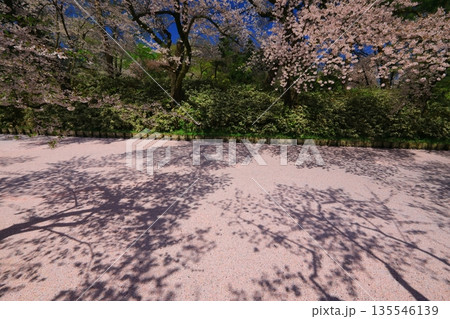 桜の花びらが敷き詰められた道 桜の花びらが敷き詰められた道 135546139