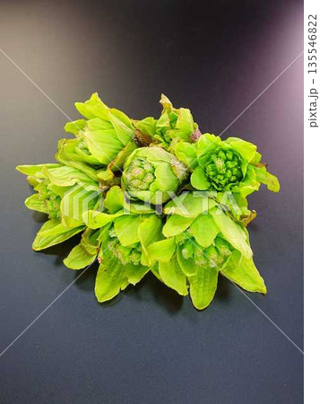フキノトウ ふきのとう 蕗の薹 フキノトウ ふきのとう 蕗の薹 135546822
