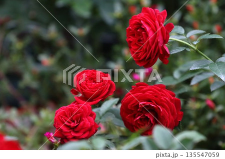 四輪の赤いバラ 四輪の赤いバラ 135547059