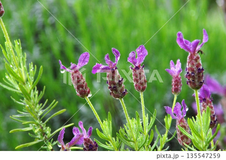 花穂はウサギの耳の様なフレンチラベンダー 135547259