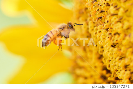 ヒマワリの花に飛んできた一匹のセイヨウミツバチのアップ 135547271