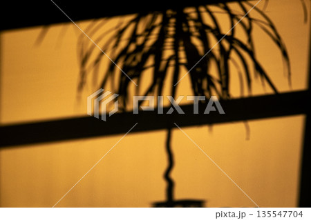 A minimalist, high-contrast silhouette of a palm plant's leaves and trunk cast on sunlit yellow wall. The play of light and shadow, a tropical theme. A minimalist, high-contrast silhouette of a palm plant's leaves and trunk cast on sunlit yellow wall. The play of light and shadow, a tropical theme. 135547704