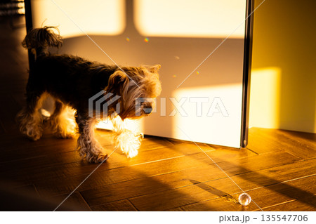 A small cute and funny Yorkshire terrier dog walks on a wooden floor in warm sunlight. The cozy, minimalist scene with shadows is ideal for pet lifestyle, home interior, and authentic animal concepts. A small cute and funny Yorkshire terrier dog walks on a wooden floor in warm sunlight. The cozy, minimalist scene with shadows is ideal for pet lifestyle, home interior, and authentic animal concepts. 135547706