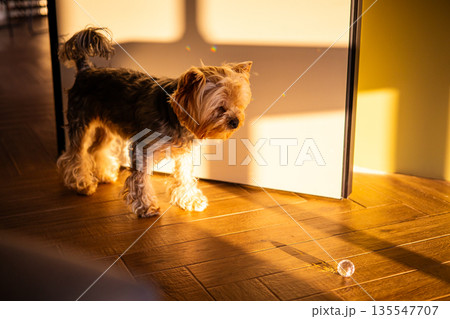 A small cute and funny Yorkshire terrier dog walks on a wooden floor in warm sunlight. The cozy, minimalist scene with shadows is ideal for pet lifestyle, home interior, and authentic animal concepts. 135547707