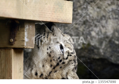 ユキヒョウ ユキヒョウ 135547890