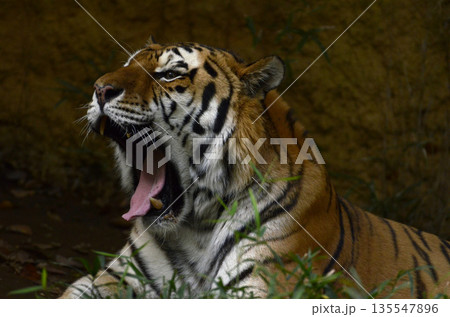 トラ トラ 135547896