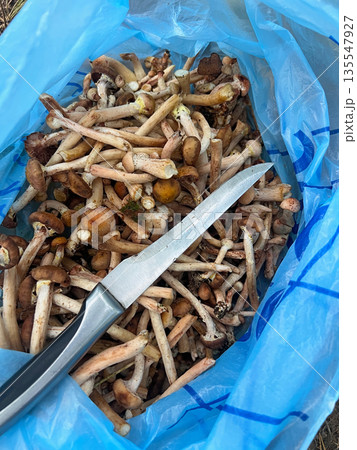 Common autumn honey fungus in the forest Common autumn honey fungus in the forest 135547927