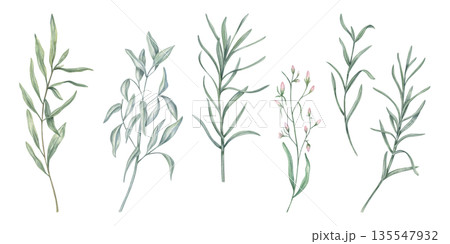Watercolor abstract meadow herbs clip art illustration on isolated background. Spring plant with green leaves set. Floral elements for bouquet design, botanical book, invitation. 135547932