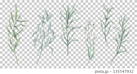 Watercolor abstract meadow herbs clip art illustration on isolated background. Spring plant with green leaves set. Floral elements for bouquet design, botanical book, invitation. 135547932