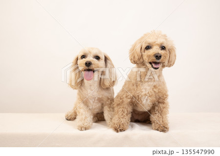白バックで微笑むマルプーのクーちゃんとミルちゃん 135547990