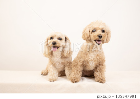 白バックで微笑むマルプーのクーちゃんとミルちゃん 白バックで微笑むマルプーのクーちゃんとミルちゃん 135547991
