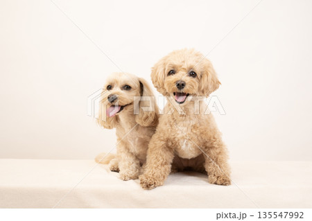 白バックで微笑むマルプーのクーちゃんとミルちゃん 135547992