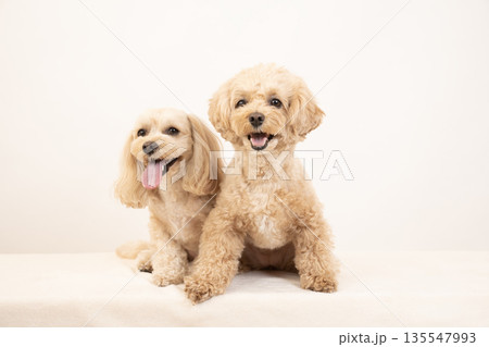 白バックで微笑むマルプーのクーちゃんとミルちゃん 135547993