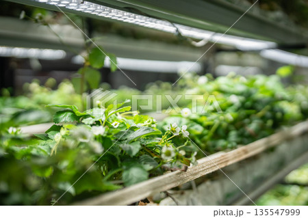 Blooming strawberries plants growing in smart greenhouse under grow lights and hydroponics system. Blooming strawberries plants growing in smart greenhouse under grow lights and hydroponics system. 135547999