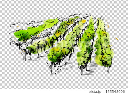 Rural scene of evenly spaced planting, grapevine or tree rows across cultivated land in soft watercolor, ink linework. Isolated hand drawn illustration for farm-to-table design, agritourism promotion. 135548006