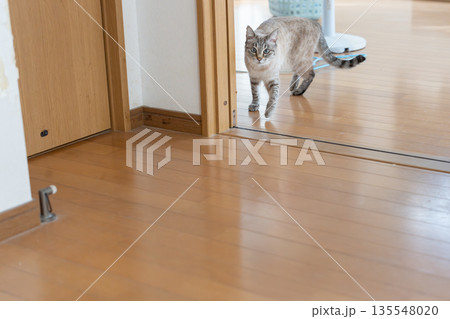 室内を歩く猫 135548020