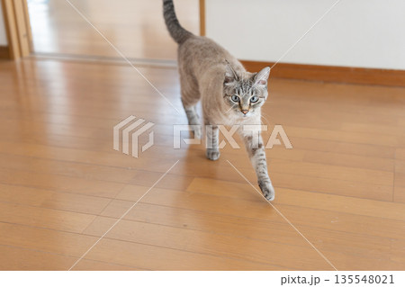室内を歩く猫 135548021