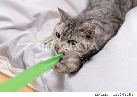 おもちゃで遊ぶ可愛い猫　サバトラ猫 135548295