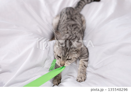 おもちゃで遊ぶ可愛い猫　サバトラ猫 135548296