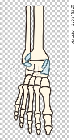 足関節の前面と靱帯 足関節の前面と靱帯 135548320
