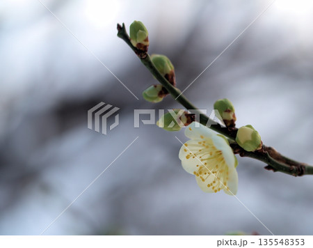 1月に美しく咲いた白い梅の花「月影(ツキカゲ)」 1月に美しく咲いた白い梅の花「月影(ツキカゲ)」 135548353
