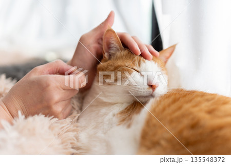 猫を撫でる　茶トラ白 135548372
