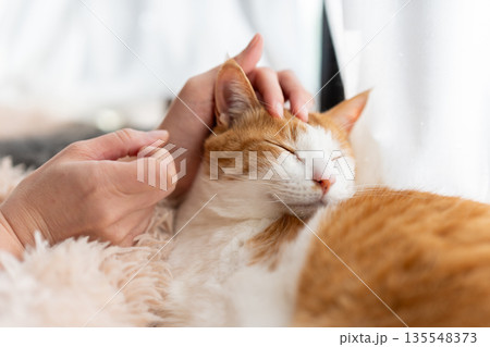猫を撫でる　茶トラ白 135548373