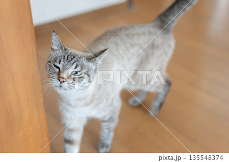 室内を歩く猫 135548374