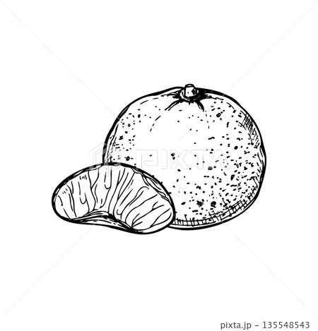 Whole tangerine and one peeled slice vector isolated illustration painted by black inks. Sweet ripe citrus etching drawing. Hand drawn mandarin fruit for mulled wine decor, recipes, poster 135548543