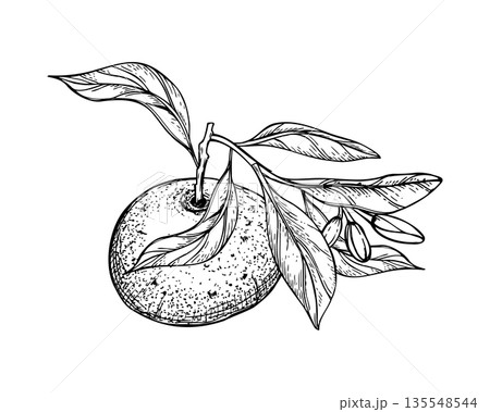 Citrus fruit vector isolated illustration painted by black inks. Mandarin orange with leaves and flowers line art black ink sketch. Tropical Tangerine, Grapefruit or Pummelo pod with foliage 135548544