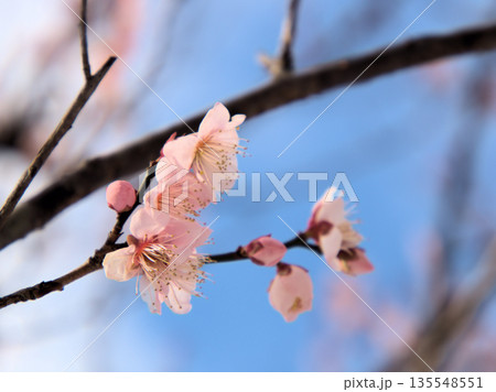 晴れた1月に咲いた可愛らしい紅梅「紅冬至(コウトウジ)」 晴れた1月に咲いた可愛らしい紅梅「紅冬至(コウトウジ)」 135548551