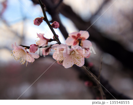 晴れた1月に咲いた可愛らしい紅梅「紅冬至(コウトウジ)」 晴れた1月に咲いた可愛らしい紅梅「紅冬至(コウトウジ)」 135548555