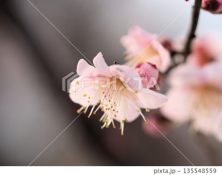 晴れた1月に咲いた可愛らしい紅梅「紅冬至(コウトウジ)」 晴れた1月に咲いた可愛らしい紅梅「紅冬至(コウトウジ)」 135548559