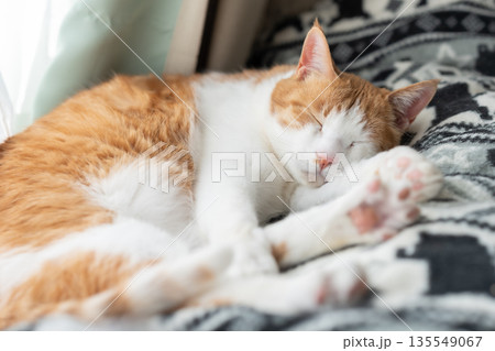眠る猫 茶トラ白 眠る猫 茶トラ白 135549067