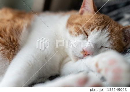 眠る猫 茶トラ白 眠る猫 茶トラ白 135549068