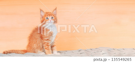 Cat Copy Space Background In Calming Coral Color Colour. Funny Curious Young Red Ginger Maine Coon Kitten Cat Close Up. Coon Cat, Maine Cat, Maine Shag. Amazing Pets Pet. Portrait On Backdrop In Cat Copy Space Background In Calming Coral Color Colour. Funny Curious Young Red Ginger Maine Coon Kitten Cat Close Up. Coon Cat, Maine Cat, Maine Shag. Amazing Pets Pet. Portrait On Backdrop In 135549265