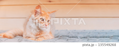 Cat Copy Space Wooden Background. Red Maine Coon Cat Sitting On Sofa. Coon Cat, Maine Cat, Maine Shag. Amazing Pets Pet. Portrait On Woods Backdrop. Panorama Panoramic View Cat Copy Space Wooden Background. Red Maine Coon Cat Sitting On Sofa. Coon Cat, Maine Cat, Maine Shag. Amazing Pets Pet. Portrait On Woods Backdrop. Panorama Panoramic View 135549268