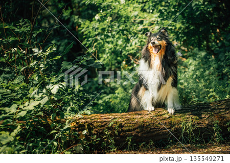 Tricolor Collie. Cute Beautiful Collie In Sunny Summer Forest. Funny Scottish Collie, Long-haired Collie, English Collie, Lassie Dog Outdoors In Summer Day In Coniferous Pine Forest 135549271