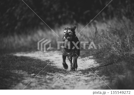 Old Mixed Breed Dog Dog Walk Along Path In Summer Season. Mixed Breed Dog In Summer Sunset Sunrise Meadow. Black And White Photo. Bw Photo. Dog Fidelity Concept Old Mixed Breed Dog Dog Walk Along Path In Summer Season. Mixed Breed Dog In Summer Sunset Sunrise Meadow. Black And White Photo. Bw Photo. Dog Fidelity Concept 135549272