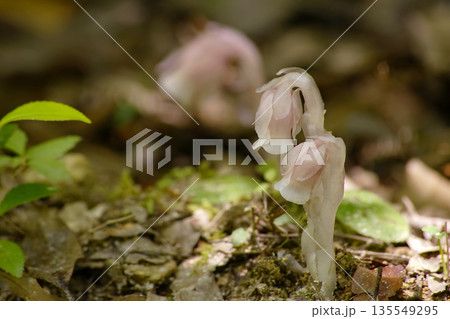 ギンリョウソウ 135549295