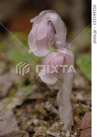 ギンリョウソウ 135549350