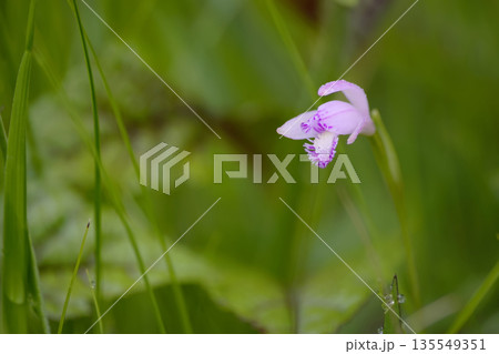 トキソウ 135549351