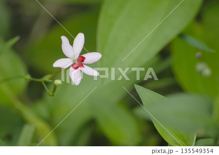 ヒメヒオウギ 135549354