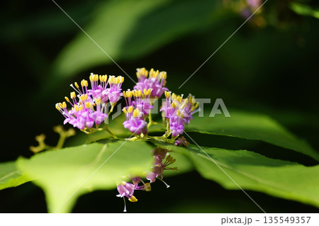 ムラサキシキブ 135549357