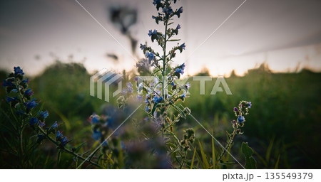 Echium Vulgare, Known As Viper's Bugloss And Blueweed. Bumblebee Sitting On Flower. Summer meadow Background. family Boraginaceae. Europe and western and central Asia and it occurs as an introduced Echium Vulgare, Known As Viper's Bugloss And Blueweed. Bumblebee Sitting On Flower. Summer meadow Background. family Boraginaceae. Europe and western and central Asia and it occurs as an introduced 135549379