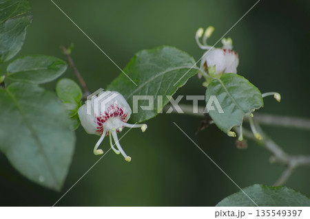 バイカツツジ バイカツツジ 135549397