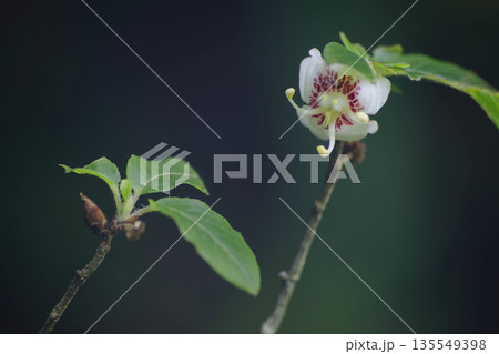 バイカツツジ  135549398